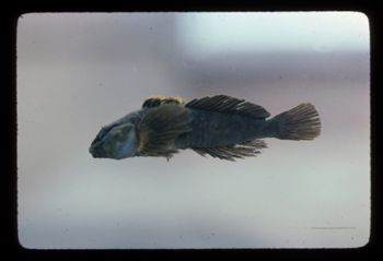Media type: image; Ichthyology 54237